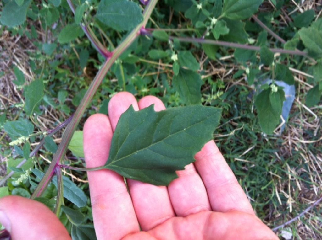 Chenopodium album